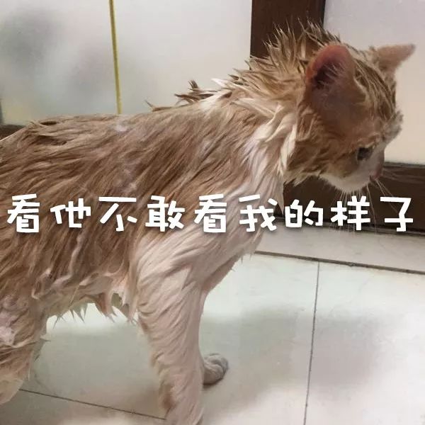 网易丁磊和网易严选,丁磊严选视频