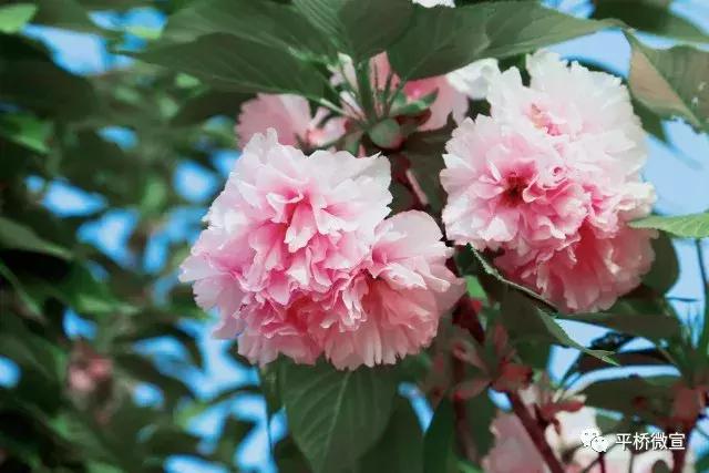 平桥美丽乡村,平桥区漂亮乡村