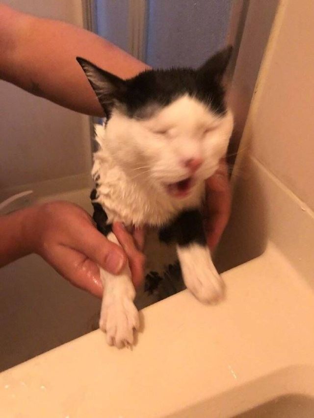 给猫咪洗澡的正确方法,给猫咪洗澡的全过程步骤技巧