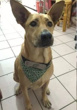 偷看客人吃东西被发现，阿汪秒变无辜脸：我来陪爸爸买酱油的...