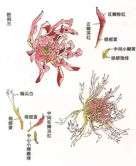 国画基础画菊花该如何构图才好看,国画菊花怎么画简单画法