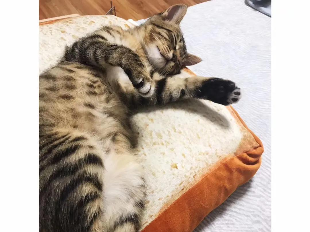 跟着我们猫狗大联盟，你会有喵的！黄阿姨猫咪领养专场