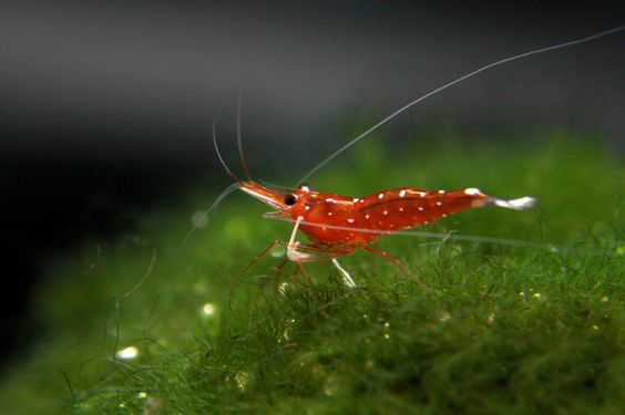 观赏虾和鱼,鱼观赏虾