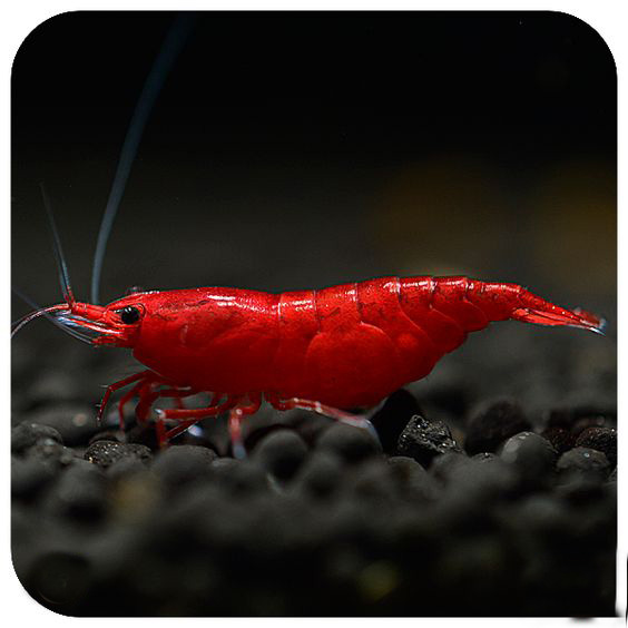 养观赏虾的缸养什么鱼,观赏虾和观赏鱼哪个好养一些