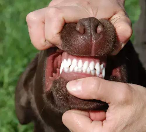 泰迪狗狗口臭用什么最见效,老年狗狗口臭是什么原因