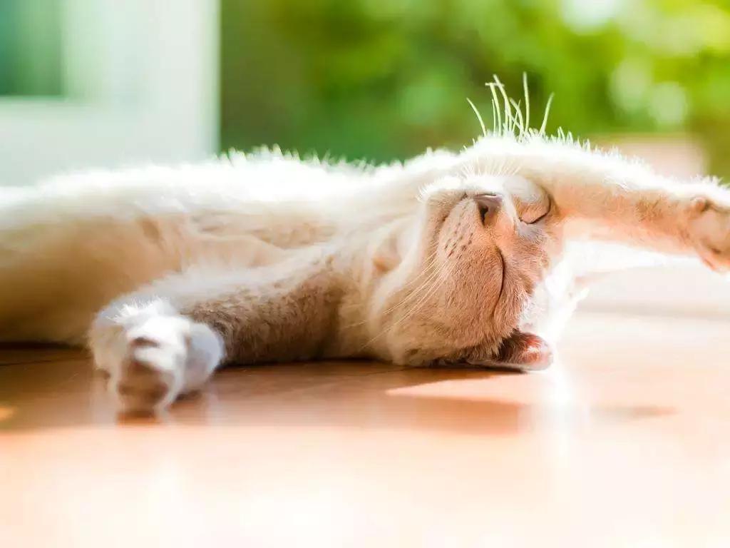 把喵咪交给男朋友照顾,回来我居然看到这种画面……