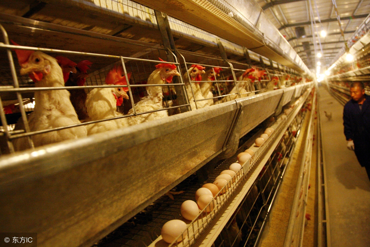 如何用粪便发酵剂发酵少量鸡粪,鸡粪发酵剂发酵鸡粪起什么作用