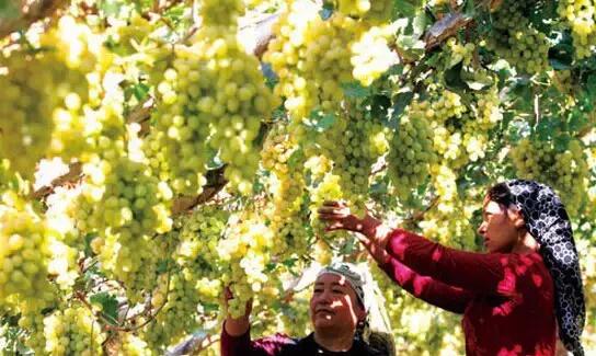 兵团十八怪,十八怪新疆