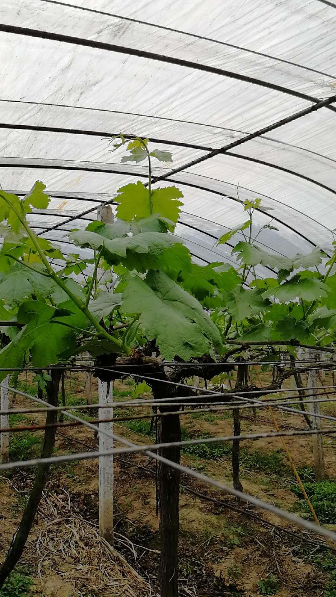 葡萄出芽后农药管理技术措施,葡萄落花后用什么药剂保果