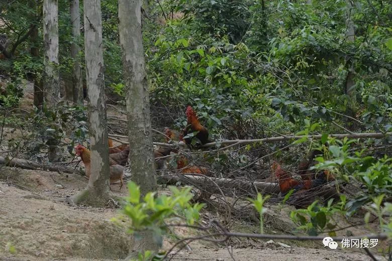 退伍军人养鸡创业致富,90后农村小哥辞职回乡创业养鸡