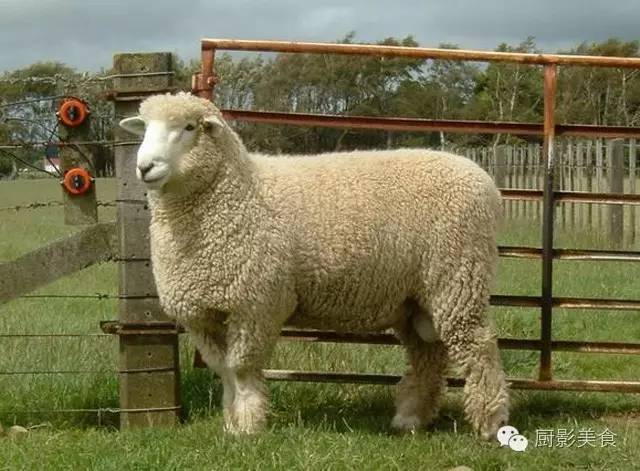 爱吃羊肉,爱吃串,那就看看这60种不同品种的羊长什么样子吧!