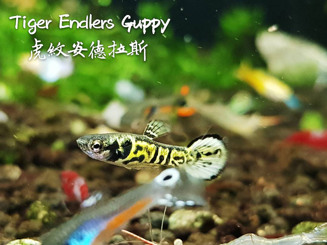 观赏鱼热带鱼品种,热带鱼品种太多认不清