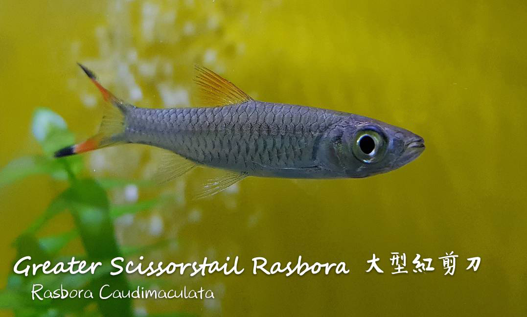 观赏鱼热带鱼品种,热带鱼品种太多认不清