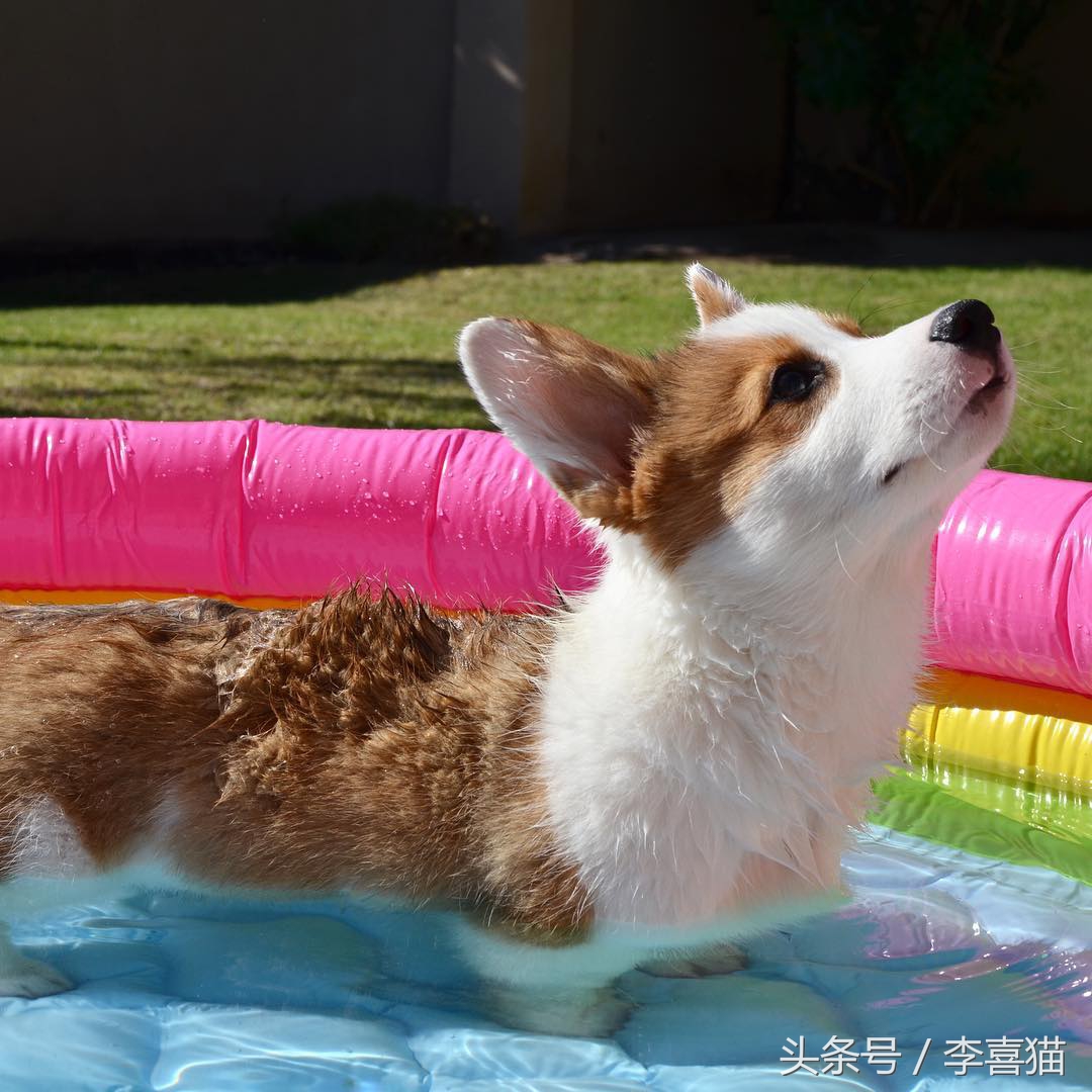 柯基大长腿和小短腿日常,别看柯基小小的脾气可不得了