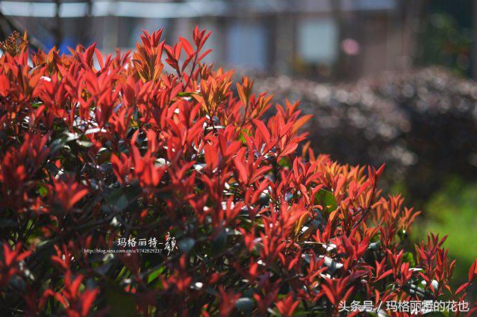 石楠花味道为什么是生命的味道,石楠花有什么味道和颜色