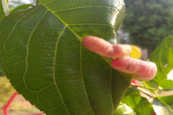 樱桃上的粉色小虫是什么虫,樱桃叶子上长虫