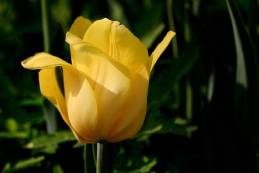 爱意满满郁金香,郁金香表达爱意文案