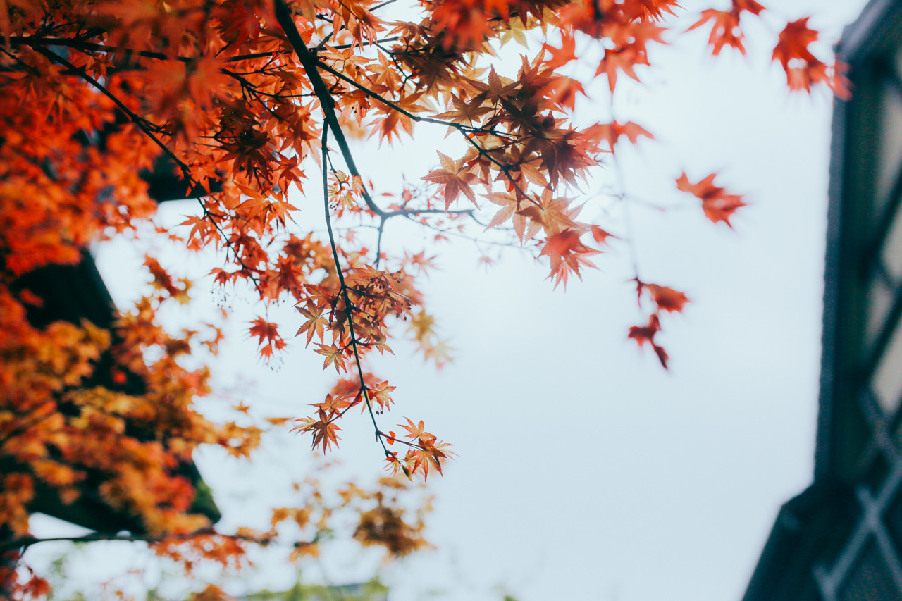 三月的拈花湾樱花烂漫,烟花三月桃花