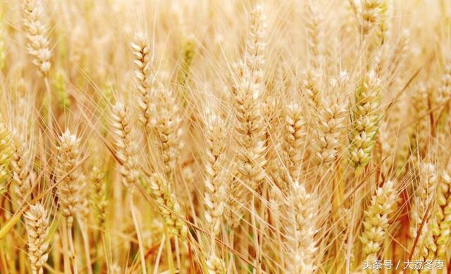 大家都知道面食是由小麦做的，那么关于小麦的知识你了解多少呢？