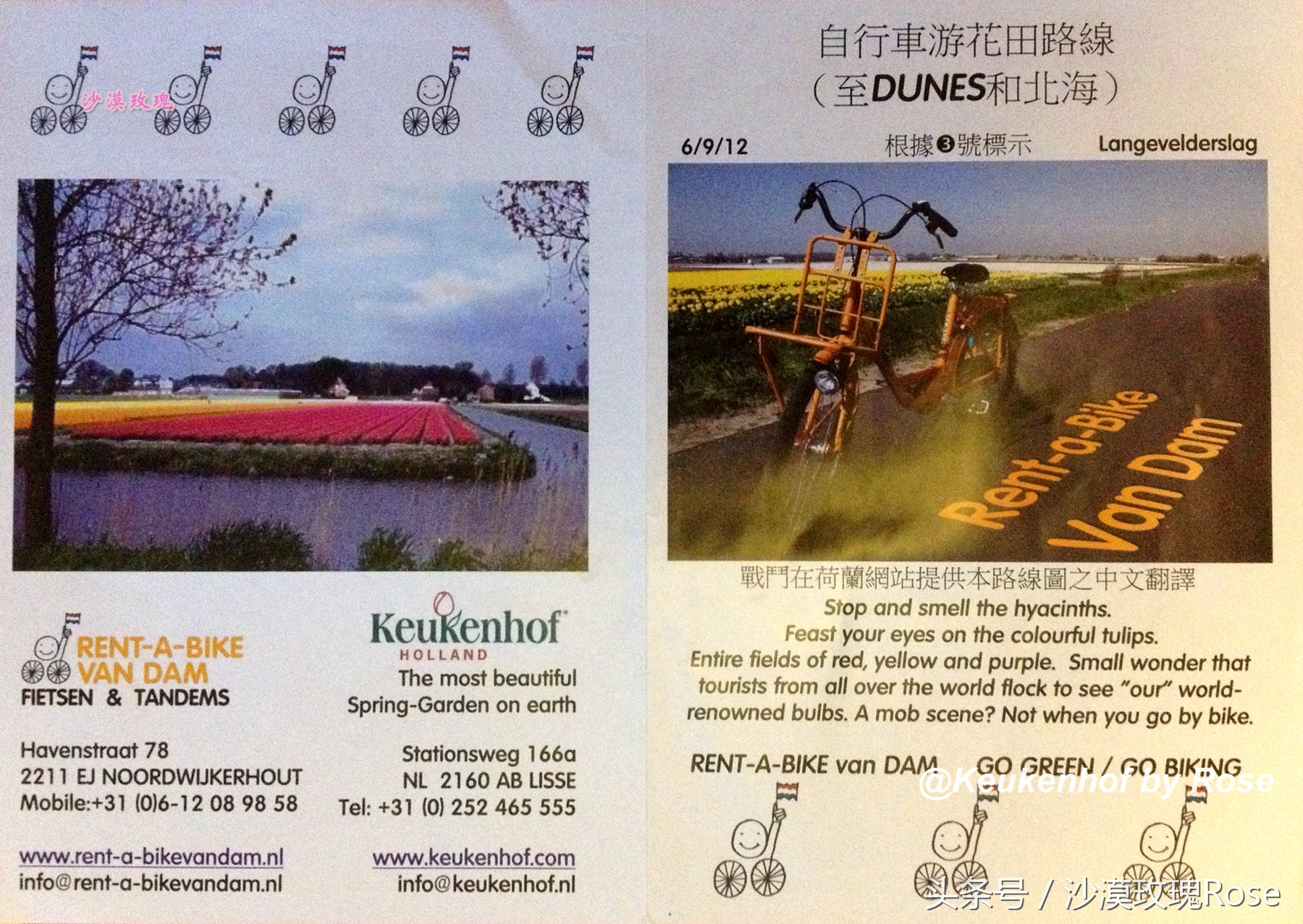 荷兰哪里可以看到郁金香花海,荷兰的郁金香花图