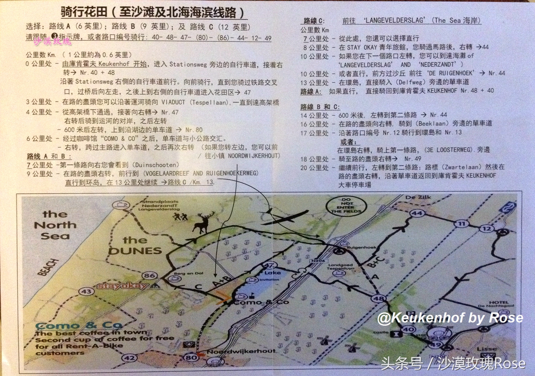 荷兰哪里可以看到郁金香花海,荷兰的郁金香花图