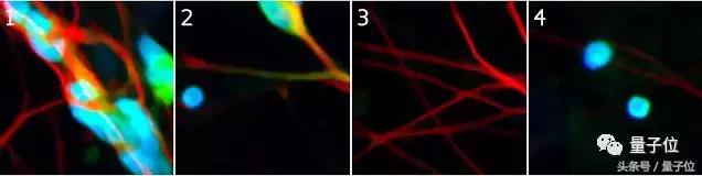 Cell：和免疫荧光标记说拜拜|谷歌深度学习模型预测荧光位置