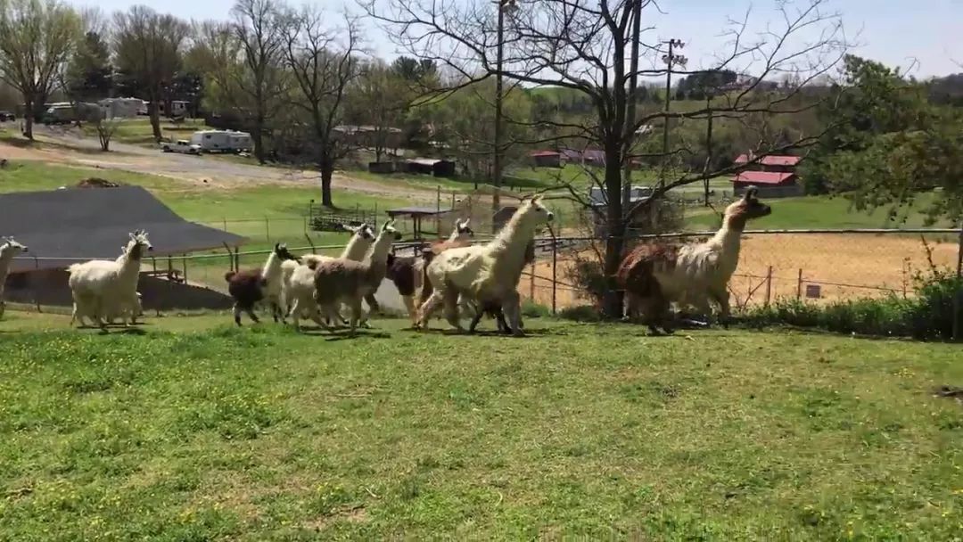 狗狗误闯300米,狗狗误闯鹿群