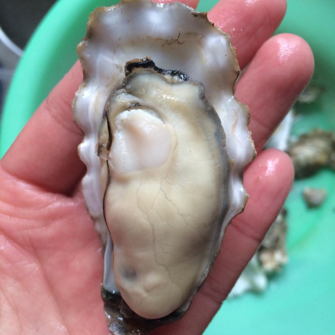 蛎黄都有几个叫法,蛎黄是什么海鲜