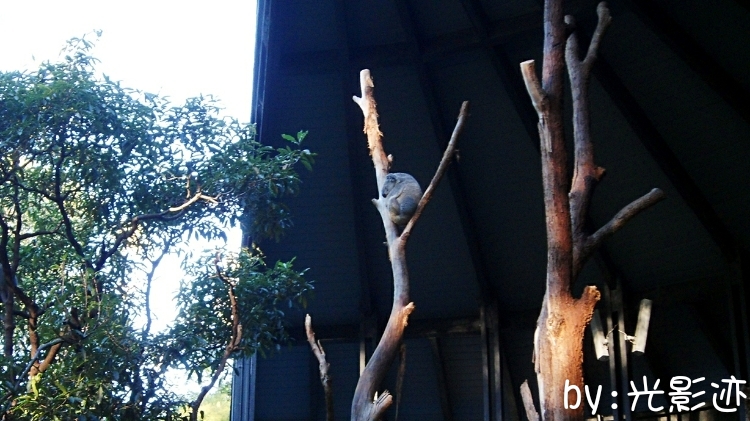 澳洲旅游必去动物园,澳洲动物园游记