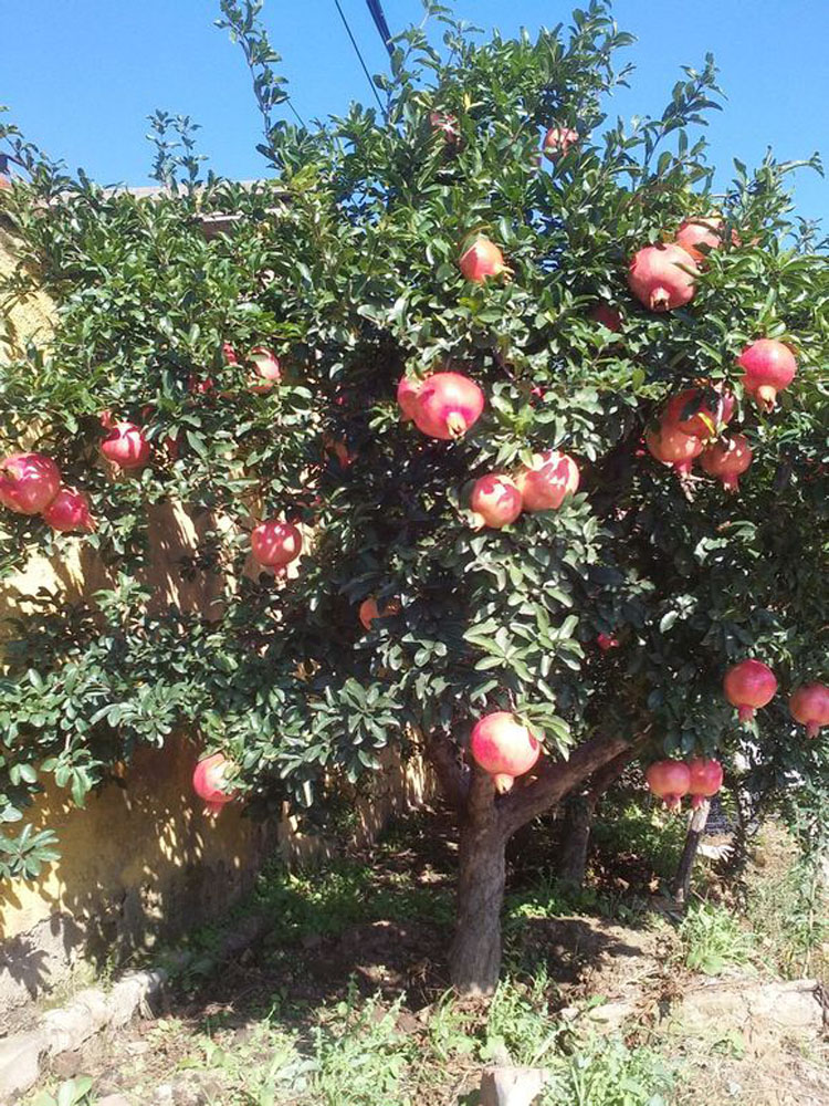 石榴树的种植方法和技术,石榴树的种植方式和技巧