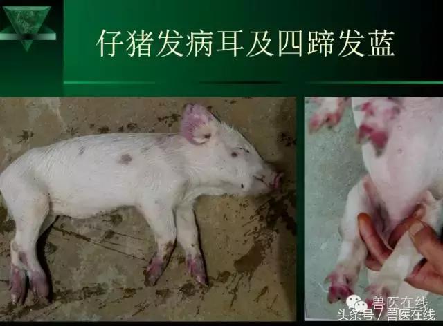 猪病兽医必看的蓝耳病现场诊断