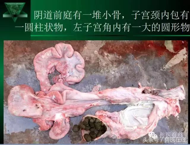 猪病兽医必看的蓝耳病现场诊断