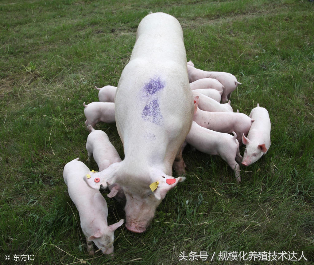 母猪在35天左右流产是什么原因,母猪两个月流产的原因