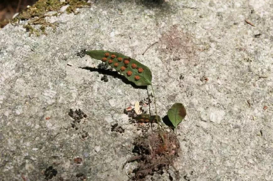 金鸡毛草在农村叫什么,中药材金鸡脚图片