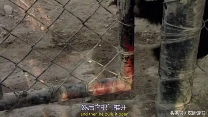 非洲平头哥张狂不是我的本性但是惹我就等于自杀