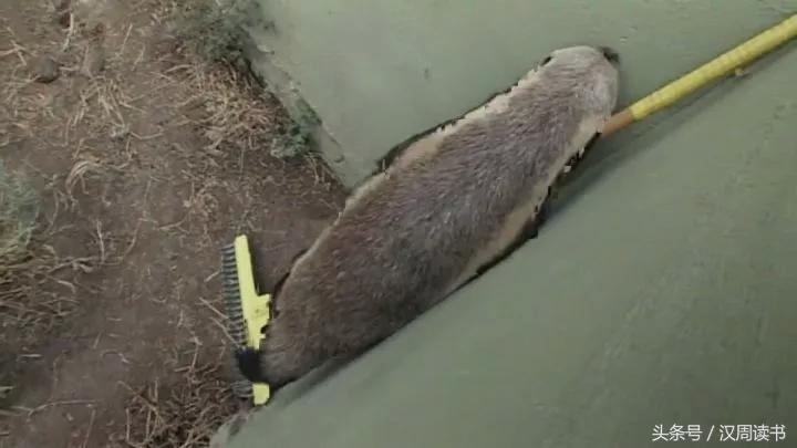 非洲平头哥张狂不是我的本性但是惹我就等于自杀