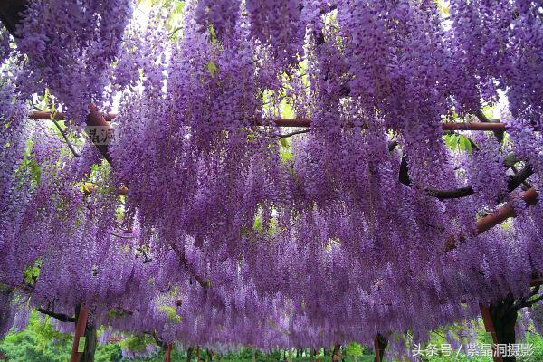 上海古藤园紫藤花是否开了,中国最大的紫藤园