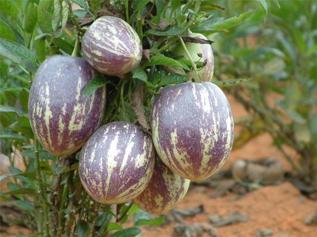 孕期室内不能养什么花和植物,什么花适合室内养对孕妇好