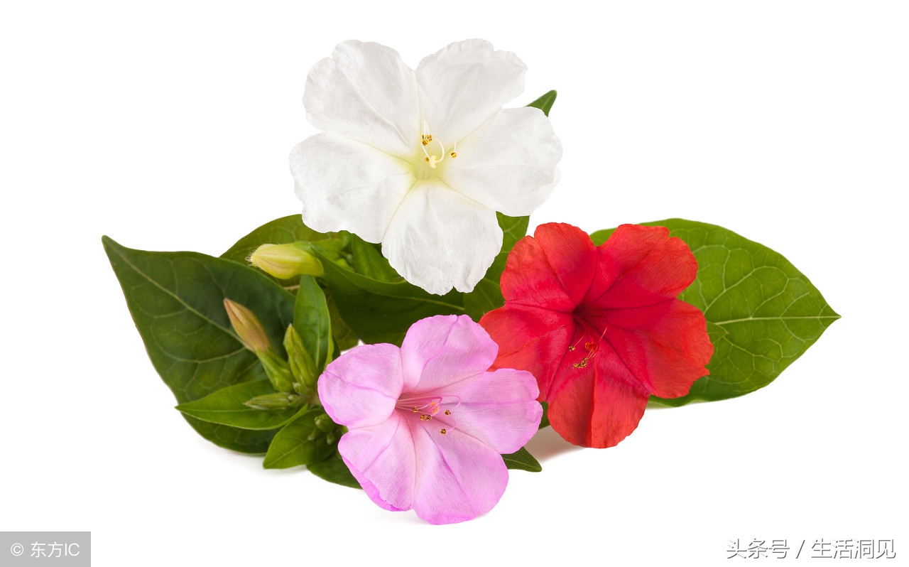 早上五点出生的人命运,五点生的男孩命运