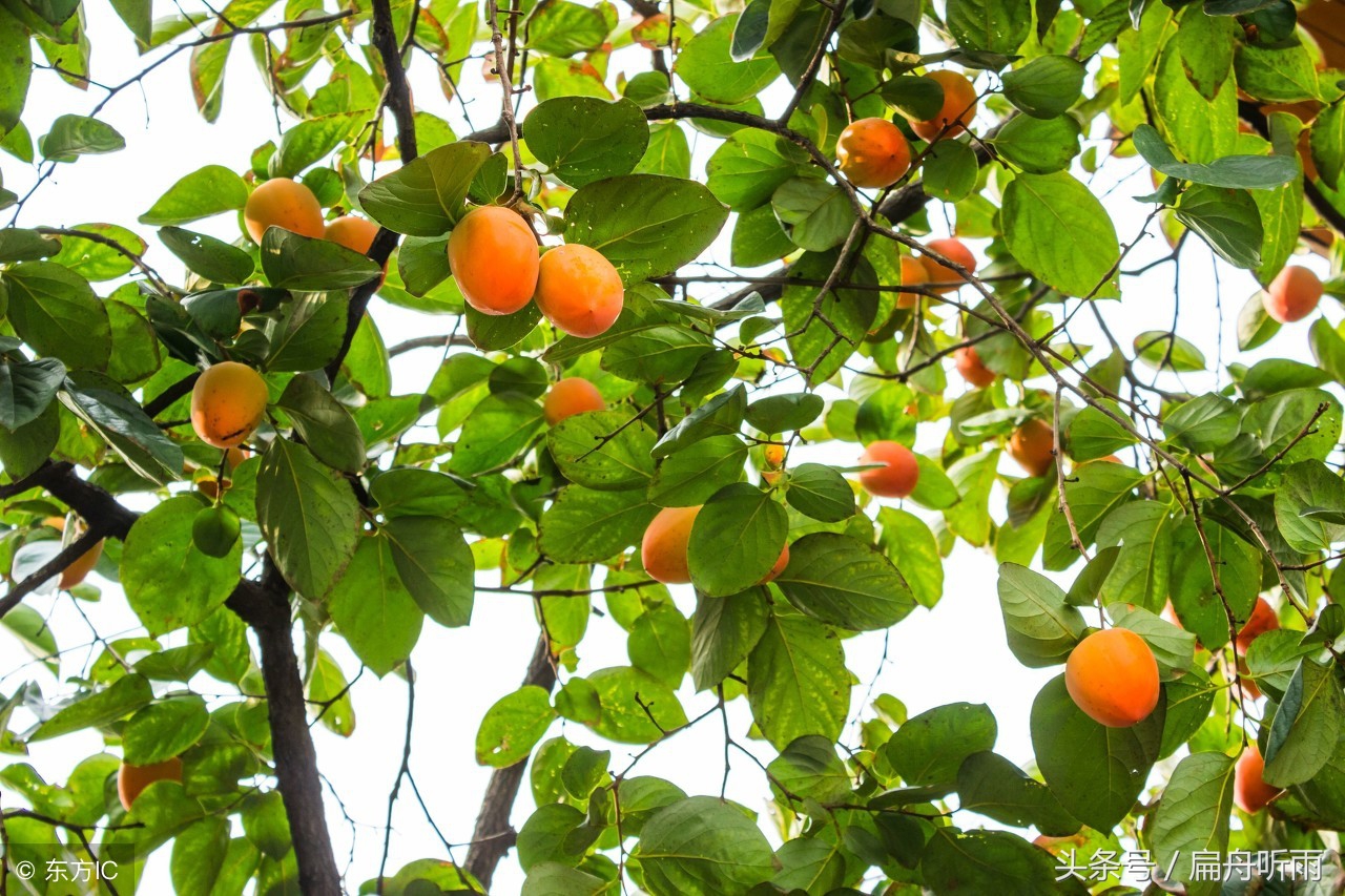 柿子红色的小山村,柿林村简介