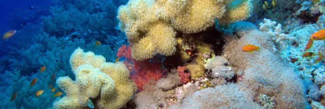 帕劳旅游攻略潜水点,帕劳自由行最值得去的潜水天堂