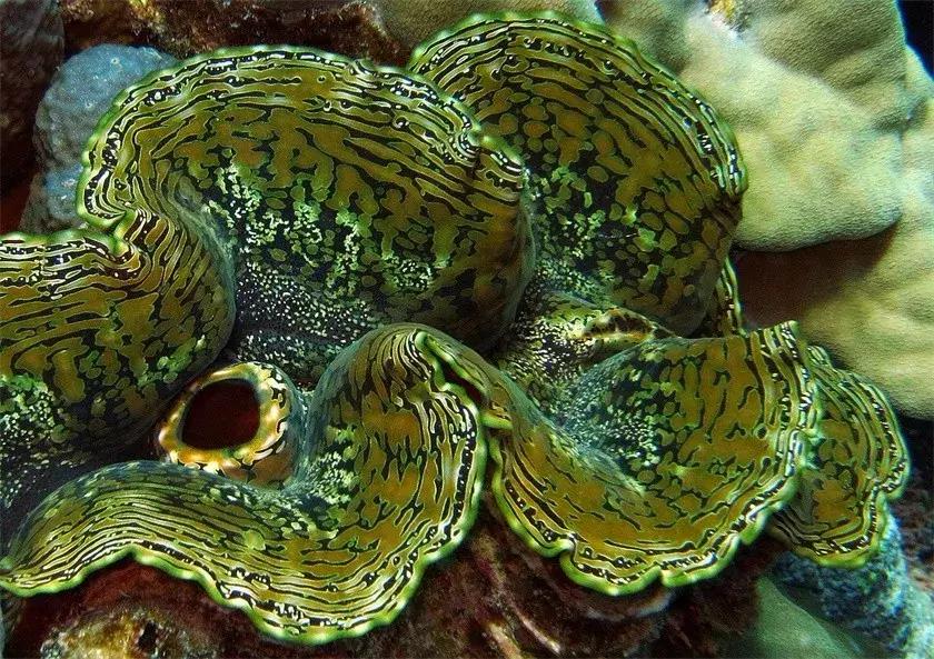 帕劳旅游攻略潜水点,帕劳自由行最值得去的潜水天堂