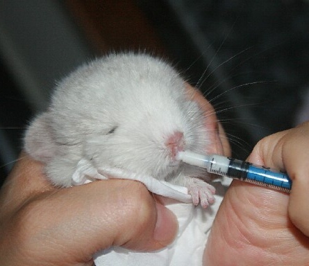 龙猫给自己的宝宝喂奶,龙猫妈妈给宝宝们喂奶