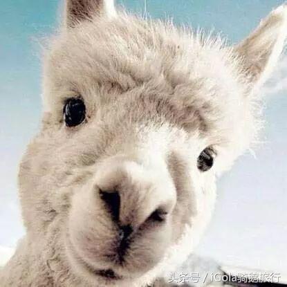 旅游必买的手信,旅游带什么手信最划算