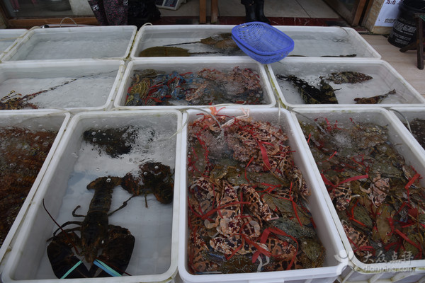 五一应季海鲜皮皮虾,又到了皮皮虾最肥美的季节