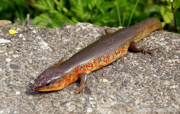农村一小动物像蛇却有脚、尾巴断了会“再生”，在你家乡还有吗？