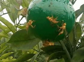 柑橘大实蝇在什么时候开始预防,农业农村局柑橘大实蝇防控方案