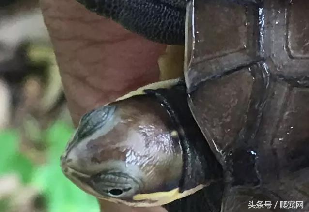 石金钱龟颜色及投资价值的关系