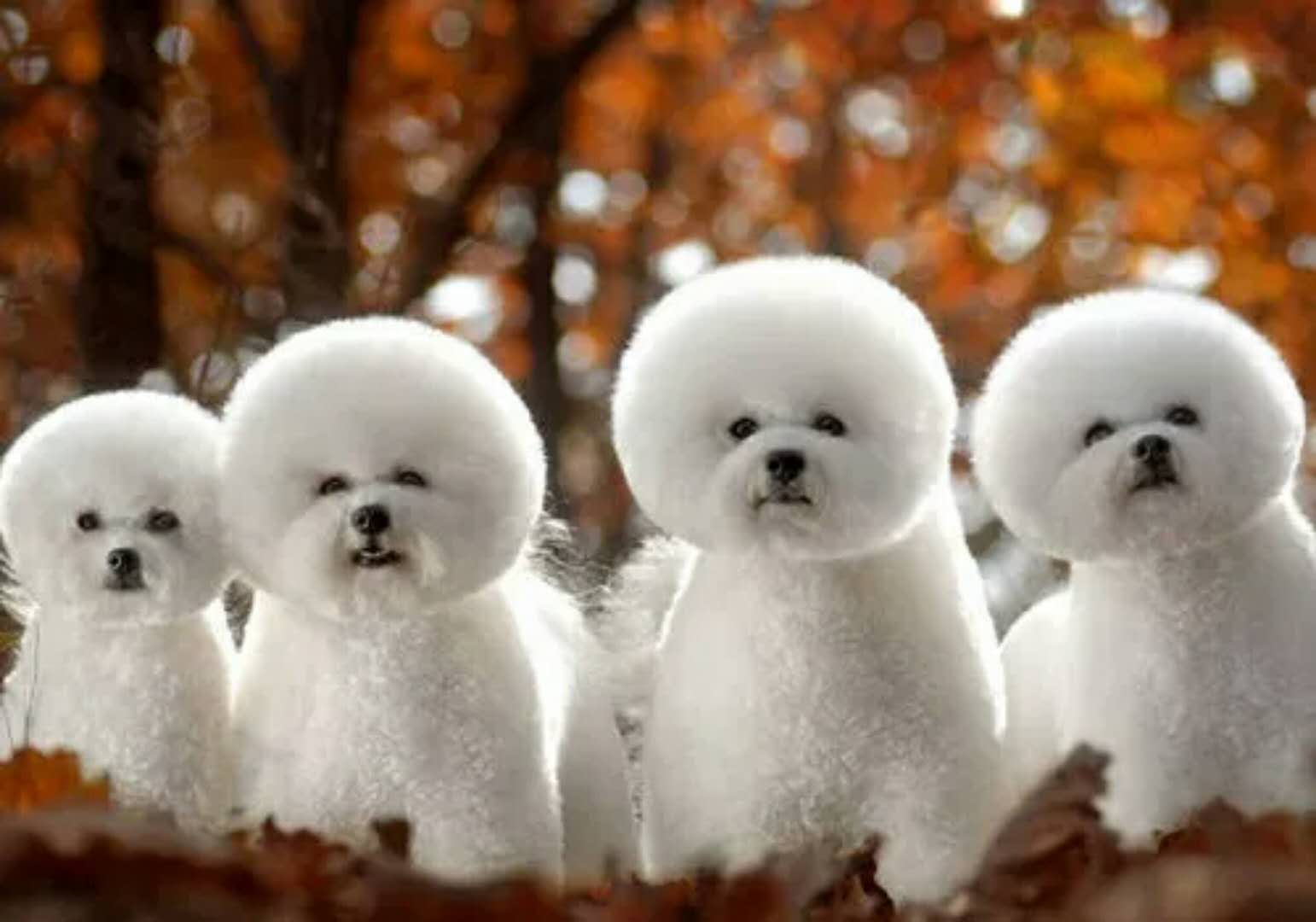 比熊犬咬人怎么训犬,比熊犬训犬视频大全