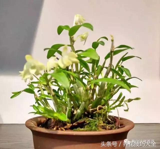 这十种花才是最养生的,家中必种的十种花